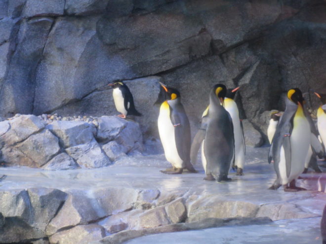 Detroit Zoo penguins ©WagonPilot