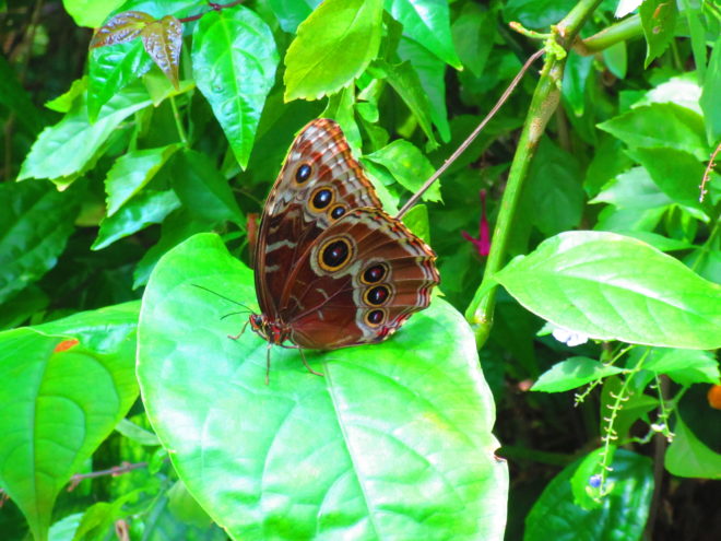 Detroit Zoo butterfly garden ©WagonPilot