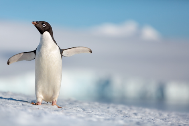 DisneyNature Penguins Film