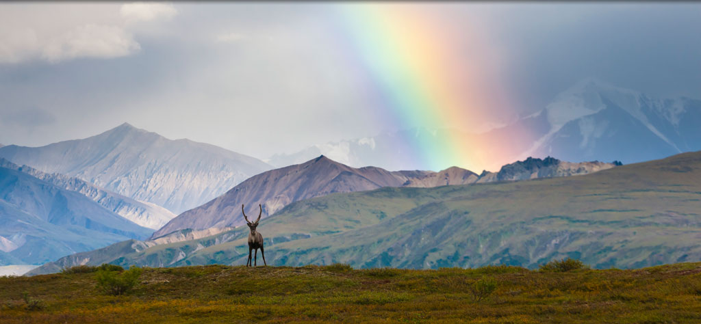 10 Wild Adventures You Can Experience in Alaska