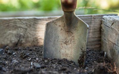 How To Care For the Soil In An Organic Garden