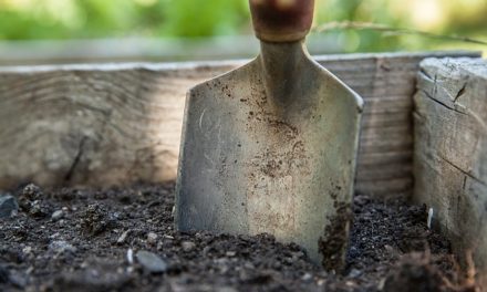 How To Care For the Soil In An Organic Garden