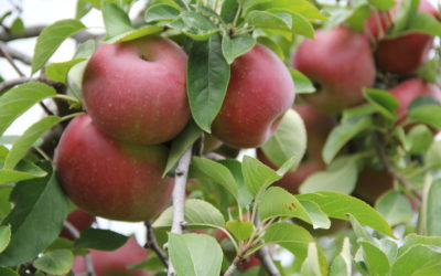 Apples Abound at Marietta’s Hidden Hills Orchard