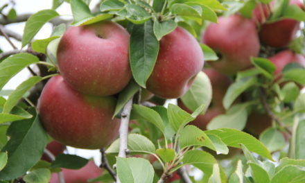 Apples Abound at Marietta’s Hidden Hills Orchard