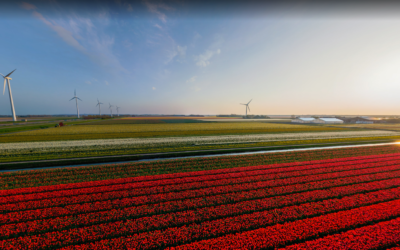 Virtual Excursion: Holland Tulip Farms