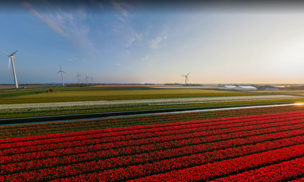 Virtual Excursion: Holland Tulip Farms
