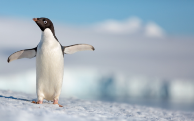 DisneyNature’s Penguins Film Coming in 2019