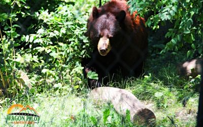 Visiting Exotic Species at Indiana’s Black Pine Animal Sanctuary