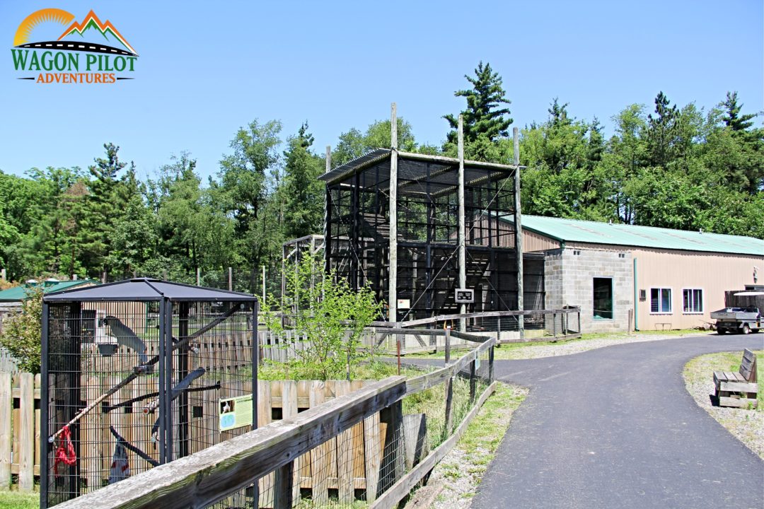 Visiting Exotic Species at Indiana�s Black Pine Animal