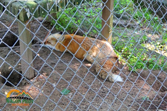 Black Pine Animal Sanctuary © Wagon Pilot Adventures