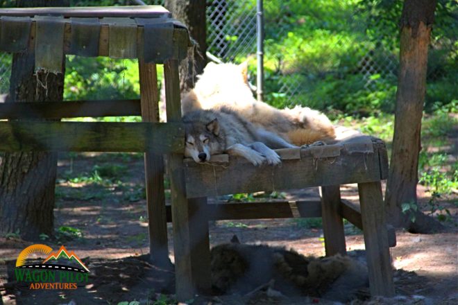 Black Pine Animal Sanctuary © Wagon Pilot Adventures