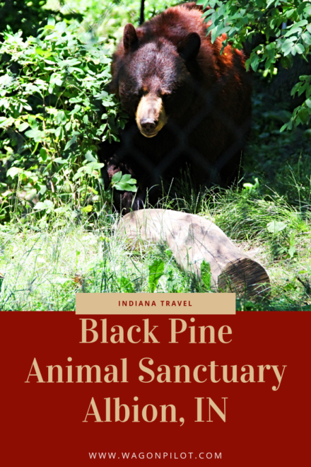 Black Pine Animal Sanctuary © Wagon Pilot Adventures