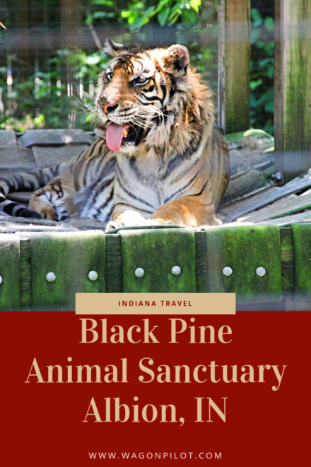 Black Pine Animal Sanctuary © Wagon Pilot Adventures