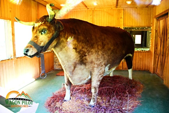 Old Ben, the world's largest steer -  Kokomo, Indiana © Wagon Pilot Adventures