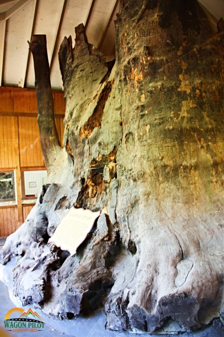 Sycamore stump in Kokomo, Indiana © Wagon Pilot Adventures