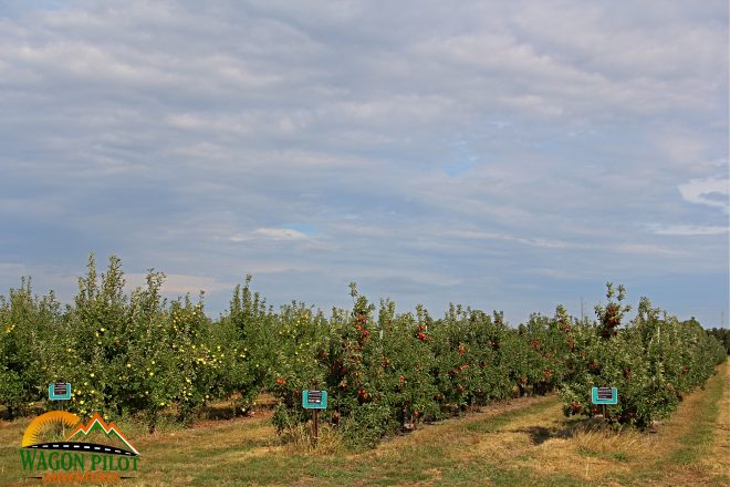 Tuttle Orchards © Wagon Pilot Adventures