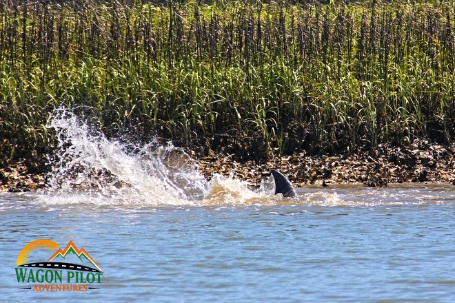 Dolphins feeding near shores in SC. © Wagon Pilot Adventures