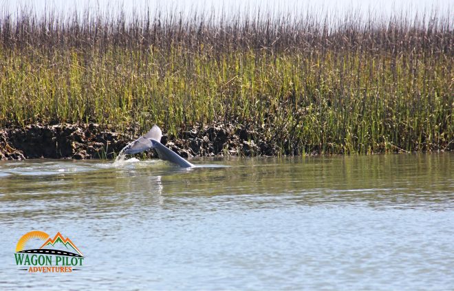 Tips for Making the Most of Your Dolphin Watching Cruise © Wagon Pilot Adventures