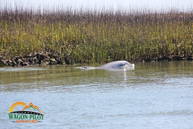 Tips for Making the Most of Your Dolphin Watching Cruise © Wagon Pilot Adventures