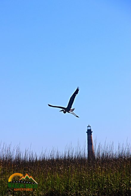Blue heron takes flight near Morris Island lighthouse, SC.  © Wagon Pilot Adventures