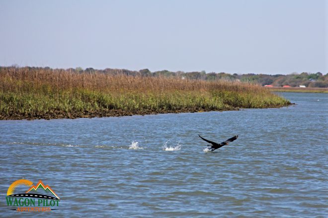 Bird takes flight near Morris Island, SC.  © Wagon Pilot Adventures