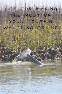 Tips for Making the Most of Your Dolphin Watching Cruise © Wagon Pilot Adventures