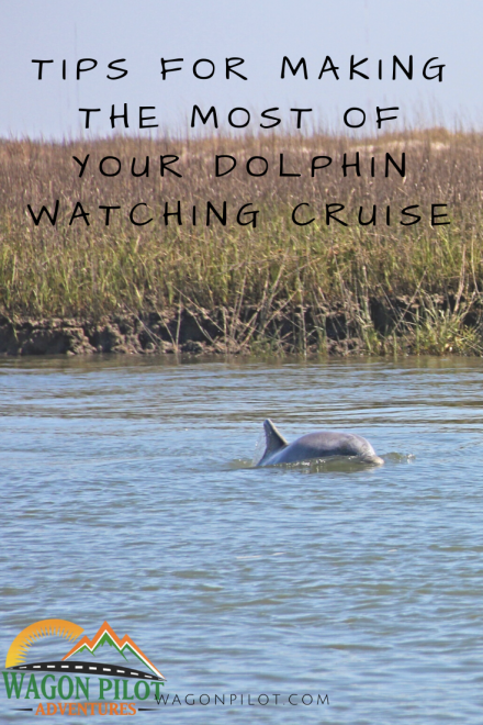 Tips for Making the Most of Your Dolphin Watching Cruise © Wagon Pilot Adventures