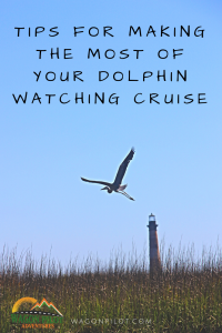 Tips for Making the Most of Your Dolphin Watching Cruise © Wagon Pilot Adventures