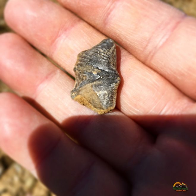 Brachiopod (shell) fossil