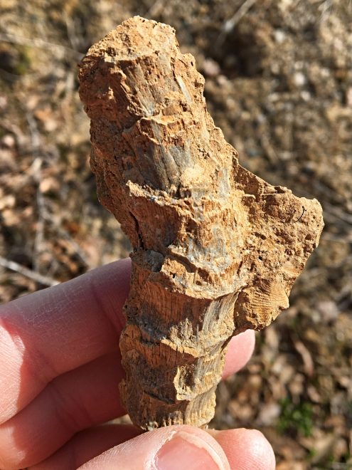 Aquatic plant stem fossil