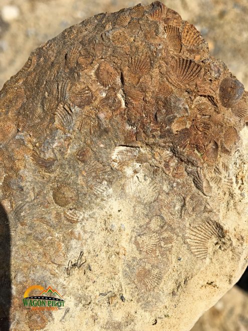 Find of the week - several shell fossils and imprints